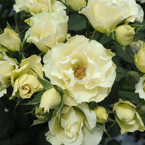 \̔ o c o Vc  Ό lG炫 KN ΂  tros 4{ȍ~