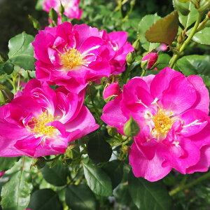 \̔ o c o Vc  rIb^ ؗ lG炫 KN ΂ F tros 4{ȍ~