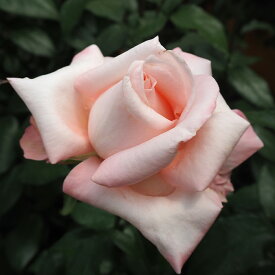 バラ苗 バラ新苗 ニュージーランド 四季咲き 大輪 薔薇 ばら ピンク tros