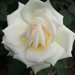 \̔ o c o Vc  [V[fB lG炫 KN ΂  tros 4{ȍ~