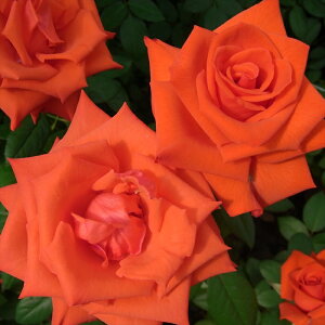 \̔ o c o Vc  }WbN[g ؗ lG炫 KN ΂  tros 4{ȍ~