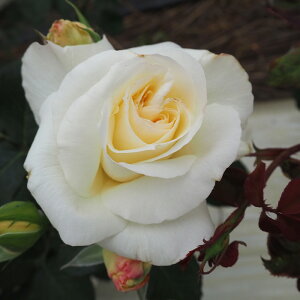 \̔ o c o Vc o Vl[ocA JԂ炫  KN ΂  tros 4{ȍ~