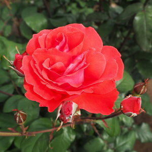 \̔ o c o Vc o XJ[bgNC[GUxX JԂ炫  KN ΂  tros 4{ȍ~