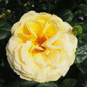 \̔ o c o Vc o ~PWF Ԃ炫 KN ΂  tros 4{ȍ~