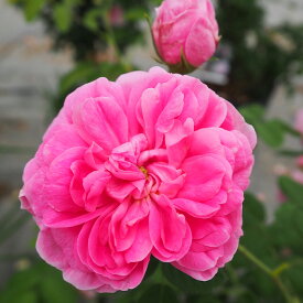 予約販売 バラ 苗 バラ 新苗 オールドローズ シャポードナポレオン 一季咲き 小中輪 薔薇 ばら ピンク tros 4月中旬以降発送