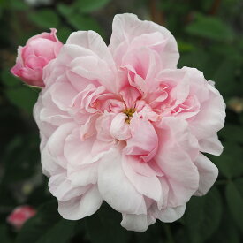 予約販売 バラ 苗 バラ 新苗 オールドローズ ファンタンラトゥール 一季咲き 中輪 薔薇 ばら ピンク tros 4月中旬以降発送