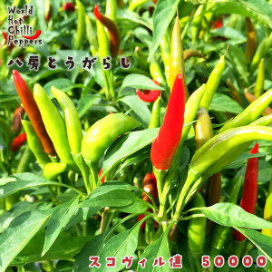 �\��̔� �g�E�K���V�c ���[�Ƃ����炵 9cm�|�b�g ���h�q �Ƃ����炵 ��ؕc �ƒ�؉� nft 5�����{�ȍ~����