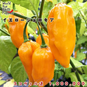 �\��̔� �g�E�K���V�c �C�G���[�W�����L�A 9cm�|�b�g ���h�q �Ƃ����炵 ��ؕc �ƒ�؉� nft 5�����{�ȍ~����