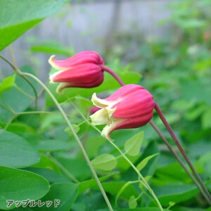 \̔ N}`X c Abvbh BIin {̃N}`X 3|bg sugi 3{ȍ~