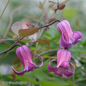 \̔ N}`X c GWFsN BIin {̃N}`X 3|bg sugi 3{ȍ~