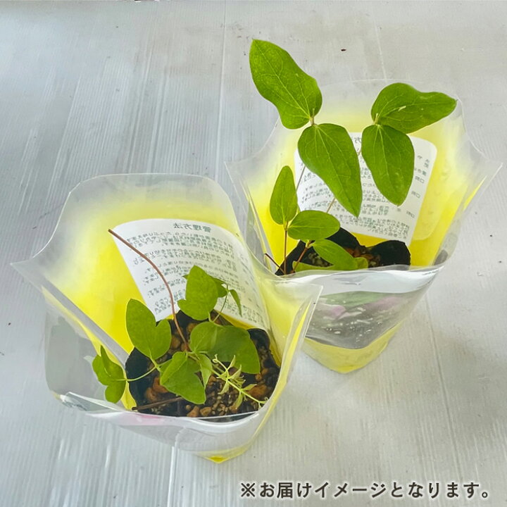 楽天市場】予約販売 クレマチス 苗 レテキュラータレッド ヴィオルナ系 