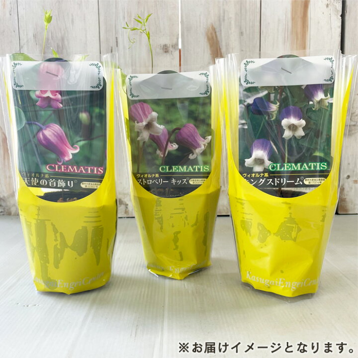 楽天市場】予約販売 クレマチス 苗 レテキュラータレッド ヴィオルナ系 