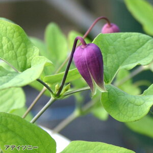 予約販売 クレマチス 苗 アディソニー ヴィオルナ系 杉本さんのクレマチス 3号ポット sugi 11月上旬以降発送
