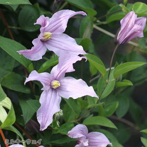 \̔ N}`X c ~L[EFC CeOtHAn {̃N}`X 3|bg sugi 3{ȍ~