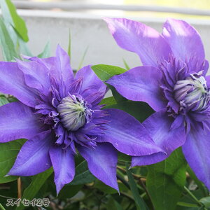 予約販売 クレマチス 苗 スイセイ2号 早咲き大輪系 杉本さんのクレマチス 3号ポット sugi 11月上旬以降発送