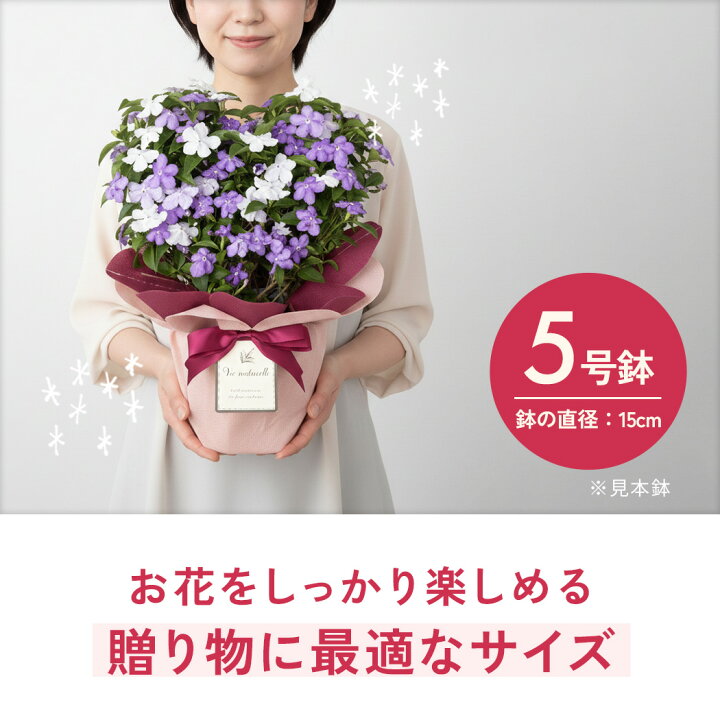 楽天市場】母の日 プレゼント まだ間に合う ニオイバンマツリ 5号鉢 