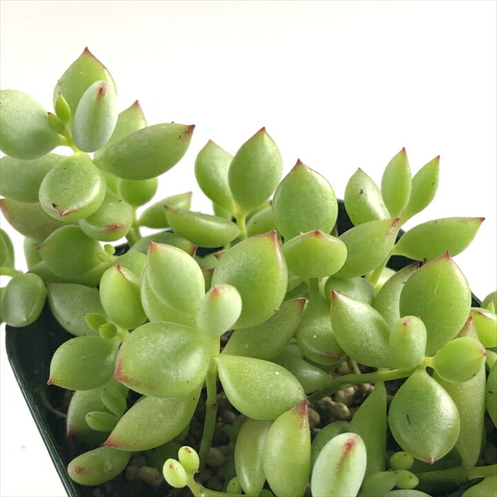 楽天市場】多肉植物 caコチレドン ペンデンス 多肉植物 9cmポット 