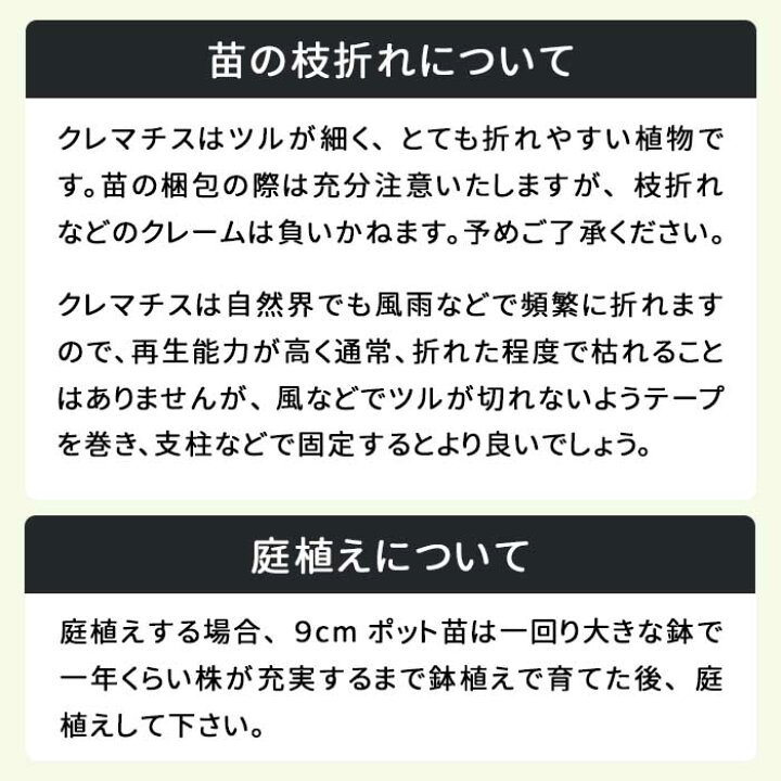 楽天市場】予約販売 クレマチス 苗 レテキュラータレッド ヴィオルナ系 