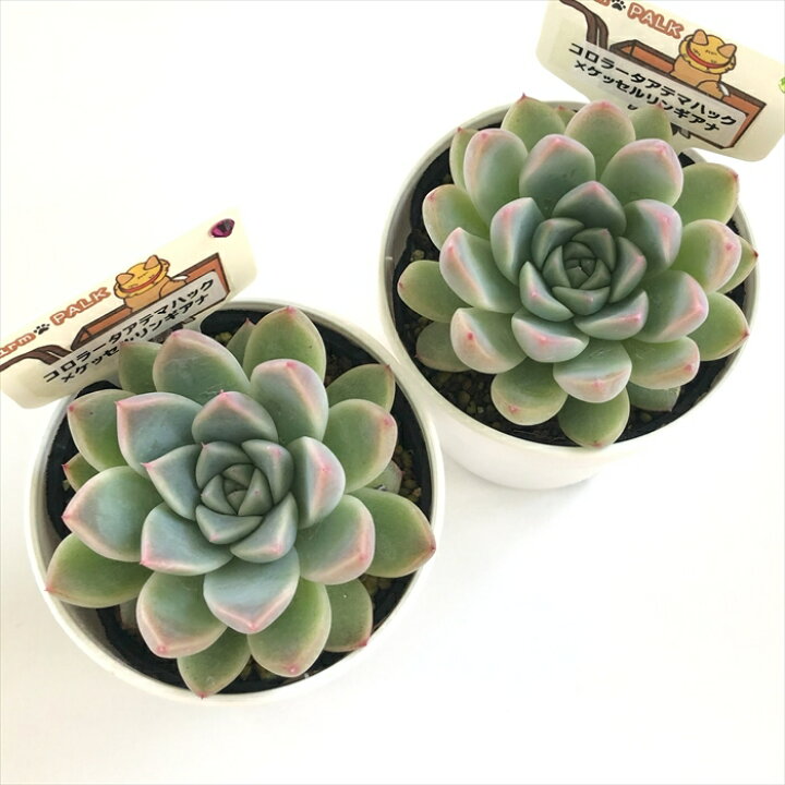 楽天市場】多肉植物 plkエケベリア コロラータアテマハック×ケッセル 