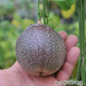 �\��̔� �p�b�V�����t���[�c �c ���b�h�}�����X 9cm�|�b�g �N�_���m�g�P�C�\�E �ʎ��c �M�щʎ� ���v�� �O���[���J�[�e�� exp 5�����{�ȍ~����