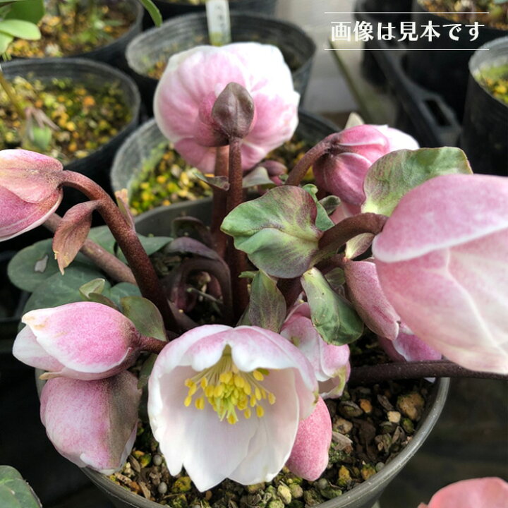 楽天市場】予約販売 クリスマスローズ ピンクニゲル 広瀬園芸さん 4.5 