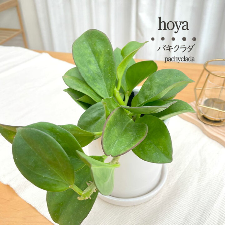 楽天市場】予約販売 観葉植物 ホヤ パキクラダ 10.5cmポット 観葉植物 