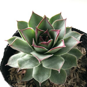 A sfZyrE OJ 7.5cm|bg Zyru