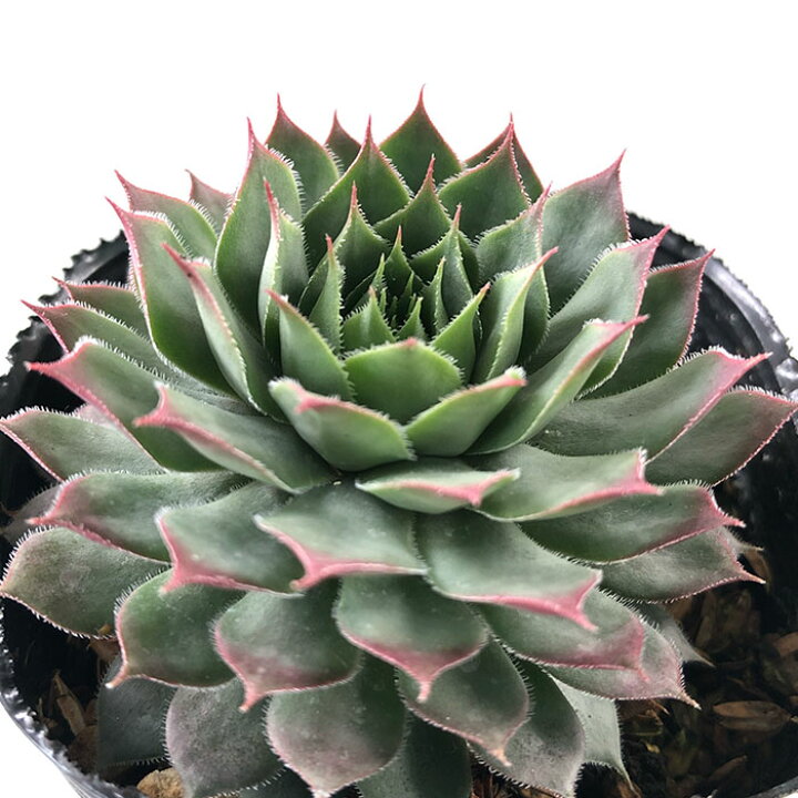 楽天市場】多肉植物 sfセンペルビウム マリーン 7.5cmポット 