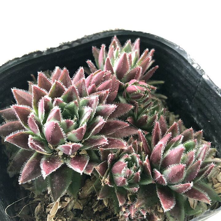楽天市場】多肉植物 sfセンペルビウム ジョビバルバヒルタ 変種 