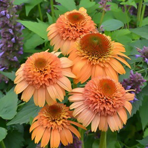 �\��̔� �G�L�i�Z�A �c �X�v���[���J���^���[�y 9cm�|�b�g �����T�L�o�����M�N ���N�� �K�[�f�j���O �ԕc �h�����c tne 4�����{�ȍ~����