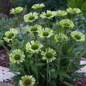 �\��̔� �G�L�i�Z�A �c �O���[���W���G�� 9cm�|�b�g �����T�L�o�����M�N ���N�� �K�[�f�j���O �ԕc �h�����c tne 4�����{�ȍ~����