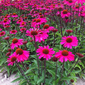 �\��̔� �G�L�i�Z�A �c �Z���Z�[�V�����s���N 9cm�|�b�g �����T�L�o�����M�N ���N�� �K�[�f�j���O �ԕc �h�����c tne 4�����{�ȍ~����