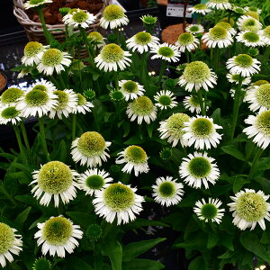 �\��̔� �G�L�i�Z�A �c �f���V���X�k�K�[ 9cm�|�b�g �����T�L�o�����M�N ���N�� �K�[�f�j���O �ԕc �h�����c tne 4�����{�ȍ~����