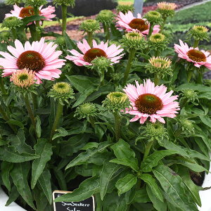 �\��̔� �G�L�i�Z�A �c �T���V�[�J�[�T�[���� 9cm�|�b�g �����T�L�o�����M�N ���N�� �K�[�f�j���O �ԕc �h�����c tne 4�����{�ȍ~����