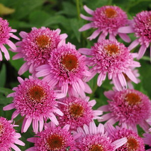 �\��̔� �G�L�i�Z�A �c �o�^�t���C�L�b�V�[�Y 9cm�|�b�g �����T�L�o�����M�N ���N�� �K�[�f�j���O �ԕc �h�����c tne 4�����{�ȍ~����