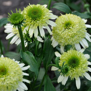 �\��̔� �G�L�i�Z�A �c �n�j�[�f���[ 9cm�|�b�g �����T�L�o�����M�N ���N�� �K�[�f�j���O �ԕc �h�����c tne 4�����{�ȍ~����