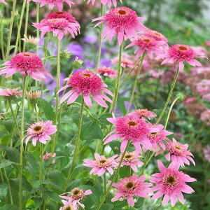 �\��̔� �G�L�i�Z�A �c �s���N�_�u���f���C�g 9cm�|�b�g �����T�L�o�����M�N ���N�� �K�[�f�j���O �ԕc �h�����c tne 4�����{�ȍ~����