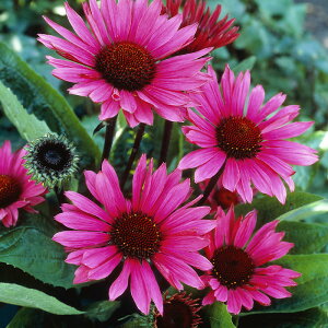 �\��̔� �G�L�i�Z�A �c �t�@�^���A�g���N�V���� 9cm�|�b�g �����T�L�o�����M�N ���N�� �K�[�f�j���O �ԕc �h�����c tne 4�����{�ȍ~����