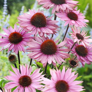 �\��̔� �G�L�i�Z�A �c �v���t���[�W���� 9cm�|�b�g �����T�L�o�����M�N ���N�� �K�[�f�j���O �ԕc �h�����c tne 4�����{�ȍ~����