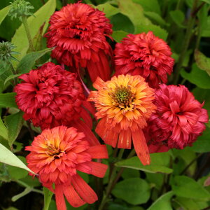 �\��̔� �G�L�i�Z�A �c �z�b�g�p�p�C�� 9cm�|�b�g �����T�L�o�����M�N ���N�� �K�[�f�j���O �ԕc �h�����c tne 4�����{�ȍ~����