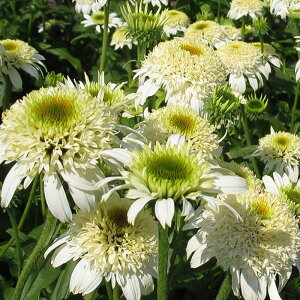 �\��̔� �G�L�i�Z�A �c �z���C�g�_�u���f���C�g 9cm�|�b�g �����T�L�o�����M�N ���N�� �K�[�f�j���O �ԕc �h�����c tne 4�����{�ȍ~����