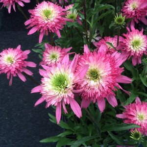 �\��̔� �G�L�i�Z�A �c �~�j�x�� 9cm�|�b�g �����T�L�o�����M�N ���N�� �K�[�f�j���O �ԕc �h�����c tne 4�����{�ȍ~����