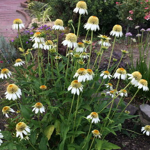 �\��̔� �G�L�i�Z�A �c �~���N�V�F�C�N 9cm�|�b�g �����T�L�o�����M�N ���N�� �K�[�f�j���O �ԕc �h�����c tne 4�����{�ȍ~����