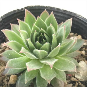 A sfZyrE n[g 7.5cm|bg Zyru