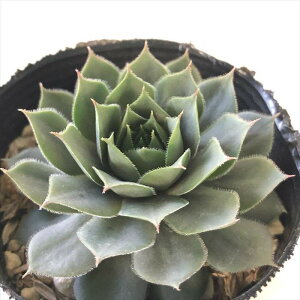 A sfZyrE O 7.5cm|bg Zyru