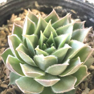 A sfZyrE e] 7.5cm|bg Zyru