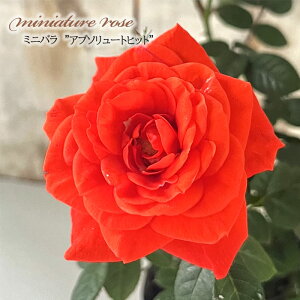 \̔ ~jo Au\[gqbg 3|bg lG炫 o KN oc c  ars 3{ȍ~