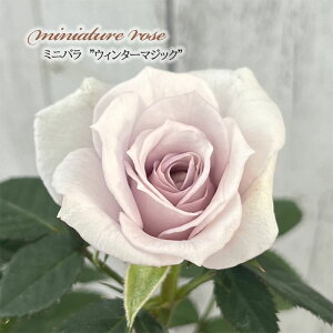 \̔ ~jo EB^[}WbN 3|bg lG炫 F  o KN oc c  ars 3{ȍ~