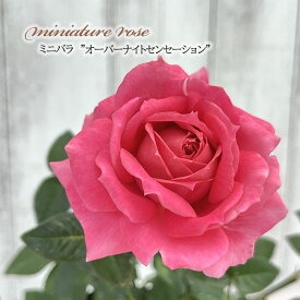 予約販売 ミニバラ オーバーナイトセンセーション 3号ポット 四季咲き 強香 香り バラ 薔薇 バラ苗 苗 ピンク ars 3月上旬以降発送
