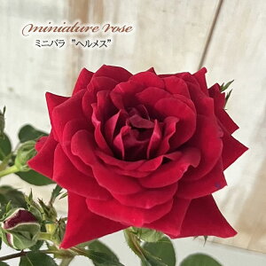 \̔ ~jo wX 3|bg lG炫 F  o KN oc c  ars 3{ȍ~